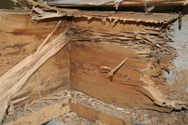 Top 3 Ways to Prevent Subterranean Termites